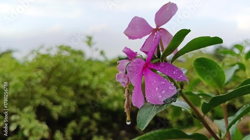 Beautiful Pink Flower Close Up Video