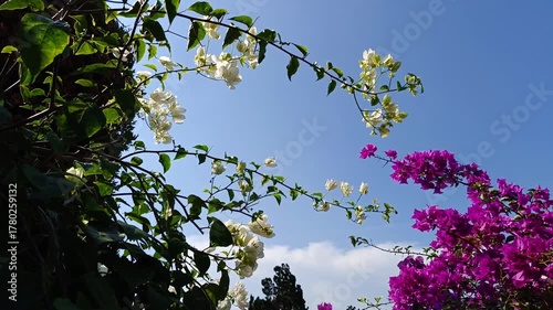 Colorful Bougainvillea Plant Against Blue Sky