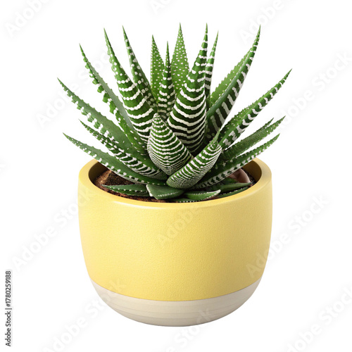 Haworthia Fasciata Zebra Plant in Yellow and Beige Ceramic Pot – Succulent Houseplant Isolated on Transparent Background