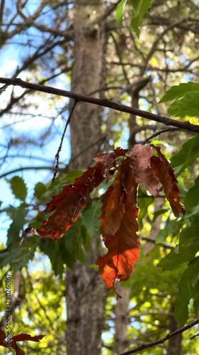 Orange leaves on a tree in the forest, autumn and forest View of trees from below, forest and blue clouds, nature and clean air, forest background. High quality