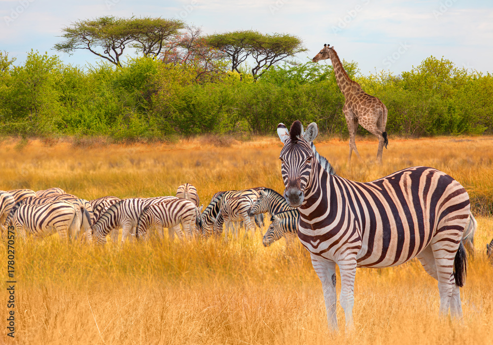 Obraz premium Herd of zebra grazing in the open savannah with a lone giraffe - Ethosa national park - Namibia, Africa
