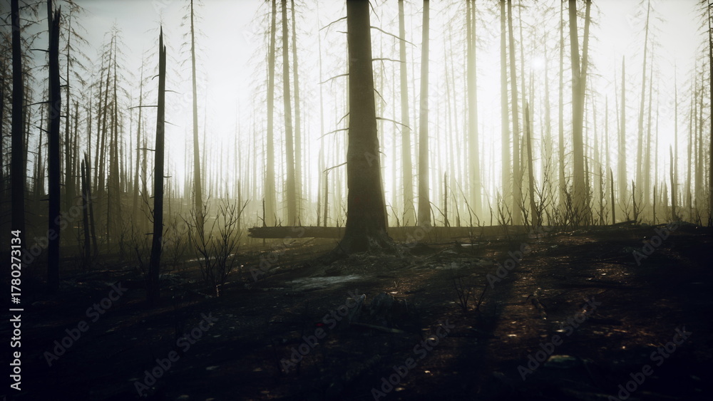 Obraz premium Tall, blackened tree trunks rise from the ground, enveloped in a soft mist. The sun casts a warm glow, illuminating the forest, hinting at life amid the remnants of past fires.