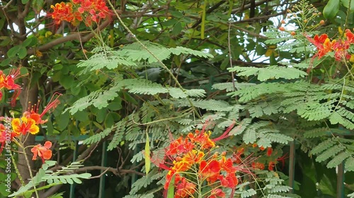 Wind and red and yellow flowers moving in garden