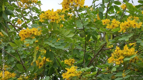 yellow flowers in the garden, breezing day