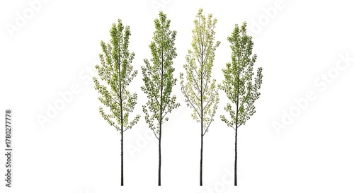 Four young aspen trees with fresh green leaves isolated on a white background for landscaping design