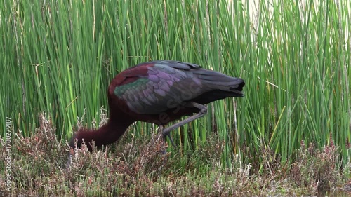 Glossy ibis // Brauner Sichler (Plegadis falcinellus)