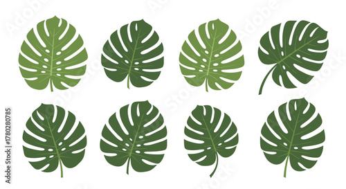 An array of stylized Monstera leaves in different shades of green, featuring their distinctive perforations and shapes, isolated on white.