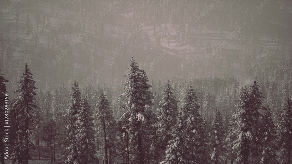Fototapeta premium Tall evergreen trees blanket the forest in snow, creating a peaceful winter scene. A soft fog envelops the landscape, enhancing the serene atmosphere of the remote area.