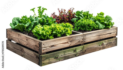 Raised garden bed, leafy greens, rustic wood