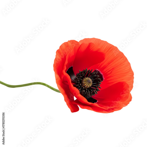 Stunning vibrant red poppy flower against black, perfect for remembrance day design