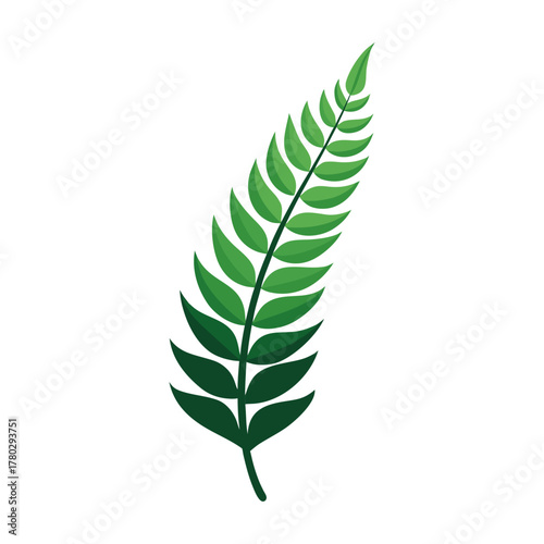 single fern leaf curved naturally