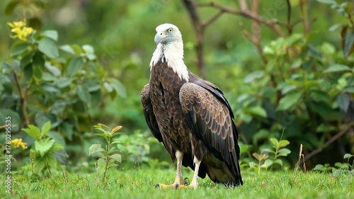 Majestic whitebellied sea eagle stands proudly in its natural habitat showcasing its impressive plumage and sharp gaze against a lush green backdrop perfect for wildlife enthusiasts