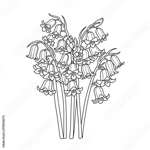 Bunch of bluebell flowers isolated on transparent background in a line drawing style