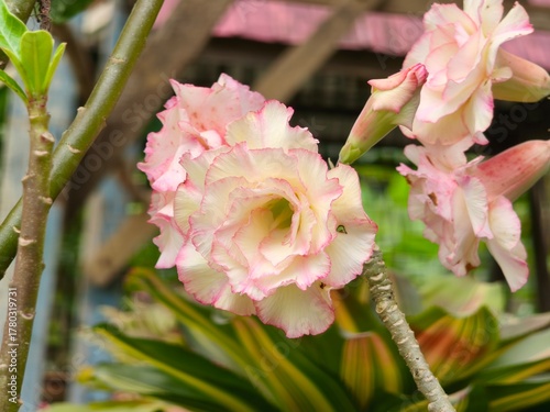 Tableau sur toile Adenium Desert Rose 0001