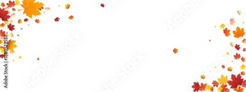 High-quality PNG of red oak, birch, and maple leaves in soft natural light. Perfect for autumn-themed designs, decorations, and backgrounds. Transparent background for easy layering and editing.