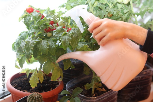 Fototapeta Naklejka Na Ścianę i Meble -  gardening planting flowers