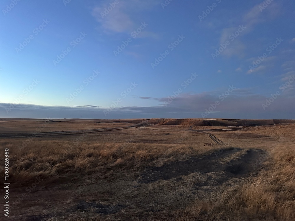 Fototapeta premium Open prairie fields stretch beneath a bright blue sky in rural Alberta, Canada. The scene captures the quiet beauty and vastness of the Canadian countryside with warm tones and soft evening light.