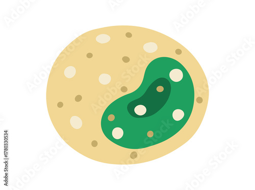 Monocyte White Blood Cell Illustration
