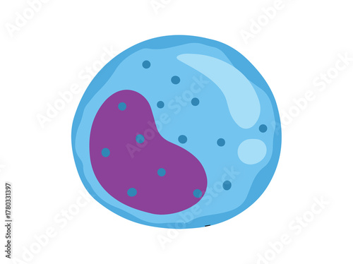 Monocyte White Blood Cell Illustration
