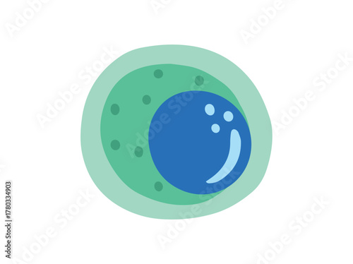 Lymphocyte White Blood Cell Illustration

