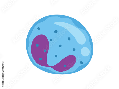 Eosinophil White Blood Cell Illustration
