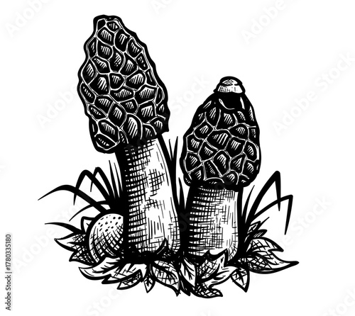 Phallus impudicus mushroom sketch, common stinkhorn hand drawn vector illustration on transparent background