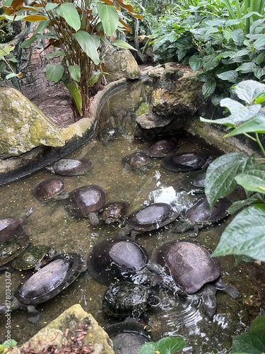 Numerous turtles congregating in a natural water habitat