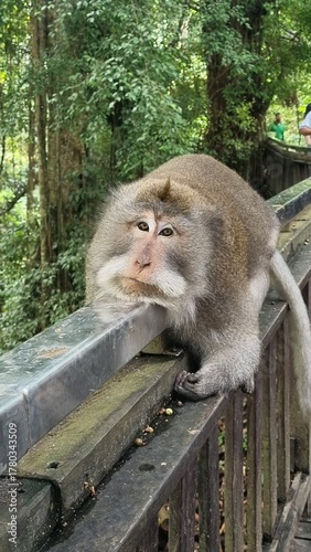 Funny tired monkey resting on a railing in Monkey Forest, Bali. Expression looks like a human after a long workday. Perfect for memes, stress, burnout or work-life balance concepts.