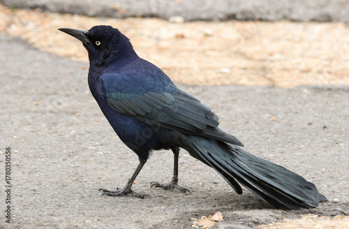 A wild Boat-tailed Grackle, Quiscalus major, feeding along the shoreline in the UK.