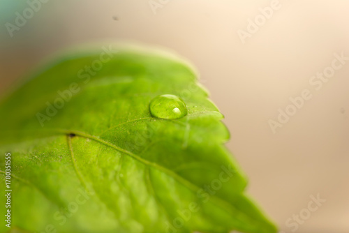 Water drop on fresh green leaves