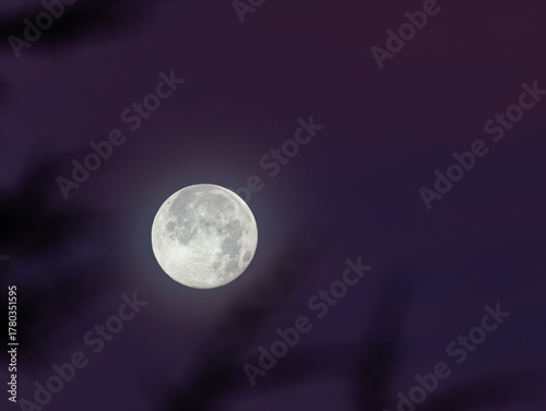 Super moon in the morning with a bit of fog beside some branches
