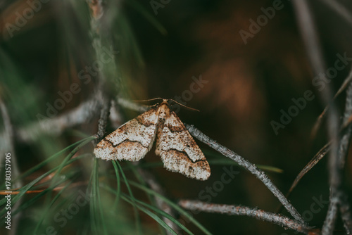 A brown moth on a branch in a coniferous forest.