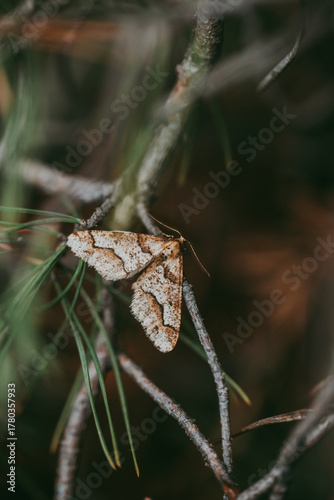 A brown moth on a branch in a coniferous forest.