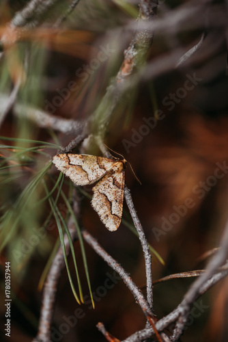 A brown moth on a branch in a coniferous forest.