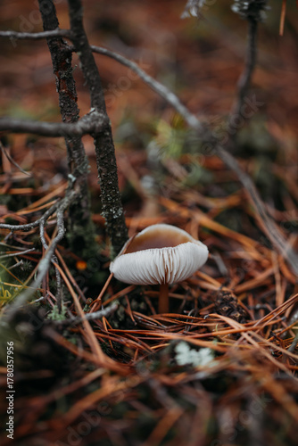 Paganka mushroom close-up in the autumn forest.
