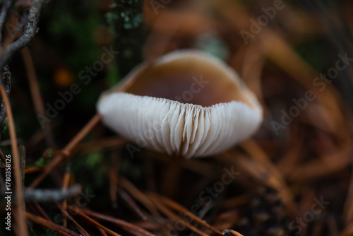 Paganka mushroom close-up in the autumn forest.
