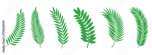 Tropical palm frond vector collection featuring graceful green leaves in curved natural shapes, botanical foliage illustration for exotic summer design, eco pattern, and nature decoration set