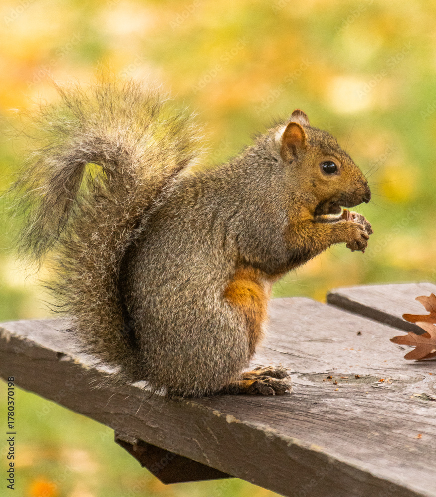 Fototapeta premium Close Up Of Eastern Gray Squirrel (Sciurus carolinensis) Eating Acorn