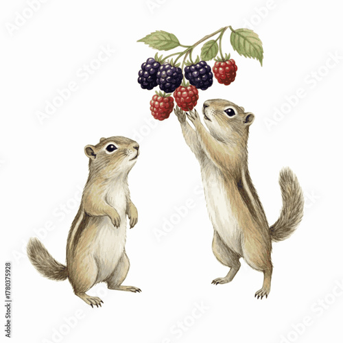 Acorn Gather Chipmunks isolated watercolor vector illustration svg
