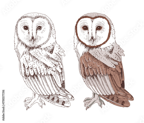 Barn owl bird hand drawn vector illustration