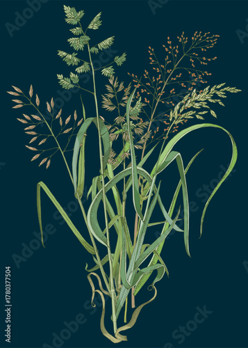 Bunch of meadow grass on dark background