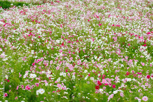 満開に咲いた秋桜