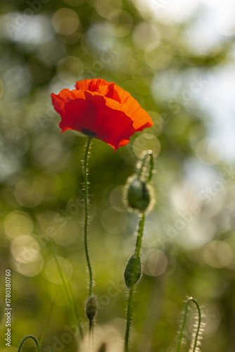 Bright red poppy flower blooming on a soft green background. Close-up photo of a single poppy in a summer field, symbol of remembrance and beauty in nature.