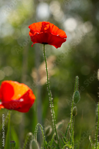 Bright red poppy flower blooming on a soft green background. Close-up photo of a single poppy in a summer field, symbol of remembrance and beauty in nature.