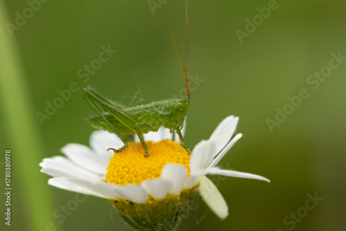 Close-up of a bright green grasshopper sitting on a white daisy flower in a summer meadow. Macro photo with soft natural light and blurred background.