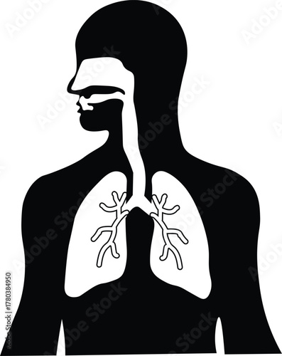 Human lungs and airway anatomy silhouette vector illustration of respiratory system for medical and biology education