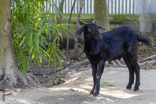 Close-up of a domestic Black Bengal Goat tied by a rope to a tree outside a village house in rural Bangladesh. The goat stands beside fresh green bamboo leaves placed for feeding.