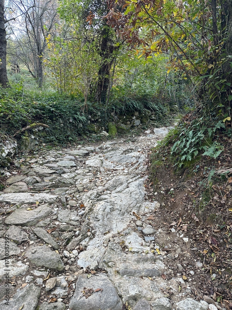Fototapeta premium A rugged ancient stone path winds through dense woodland forest, surrounded by lush greenery and moss-covered rocks.