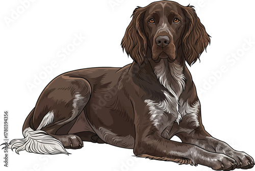 German Longhaired Pointer dog lying down relaxed illustration