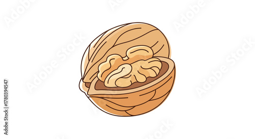 Freshly Cracked Walnut Showing Kernels on White Background Ready to Be Eaten